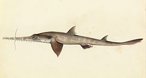 Sketchbook of fishes - 25. (Longnose) Saw shark - William Buelow Gould, c1832.jpg