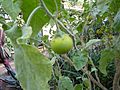 Solanum incanum (DITSL)