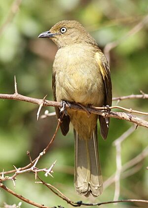 Sombre greenbul, Andropadus importunus, at uMkhuze Game Reserve, kwaZulu-Natal, South Africa (15244076569).jpg