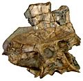 Spinosaurid pelvis specimen MN 4819-V