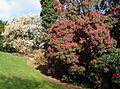 Spring Heligan Gardens - geograph.org.uk - 735741