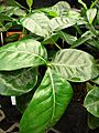 Starr 080117-1711 Gardenia taitensis
