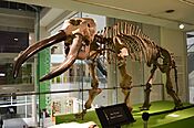 Stegomastodon CCB