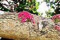 Syzygium moorei - flowers close up