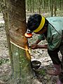 Tapping a rubber tree in Thailand