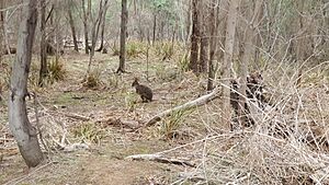 Tasmanian wildlife, Rose Bay 7015