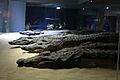The Crocodile Museum 0283 d1