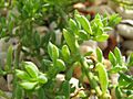 Threlkeldia diffusa