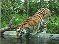 Tigre zoo granby 2006-07