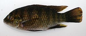 Tilapia sparrmanii Smith, 1840 collected in Zambia by South African Institute for Aquatic Biodiversity.att