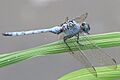Tough Skimmer Orthetrum brachiale 6484