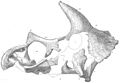 Triceratops holotype