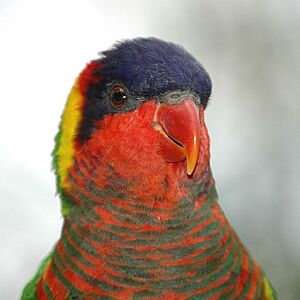 Trichoglossus ornatus -upper body -Nashville Zoo-8a