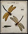 Two dragonflies (Libellulæ species); adults and larva. Colou Wellcome V0022479EL