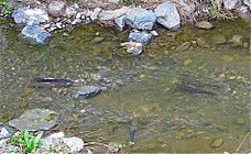Photo of two pairs of spawning steelhead trout in stream