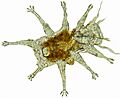 USNM 1616673 - Florarctus white background