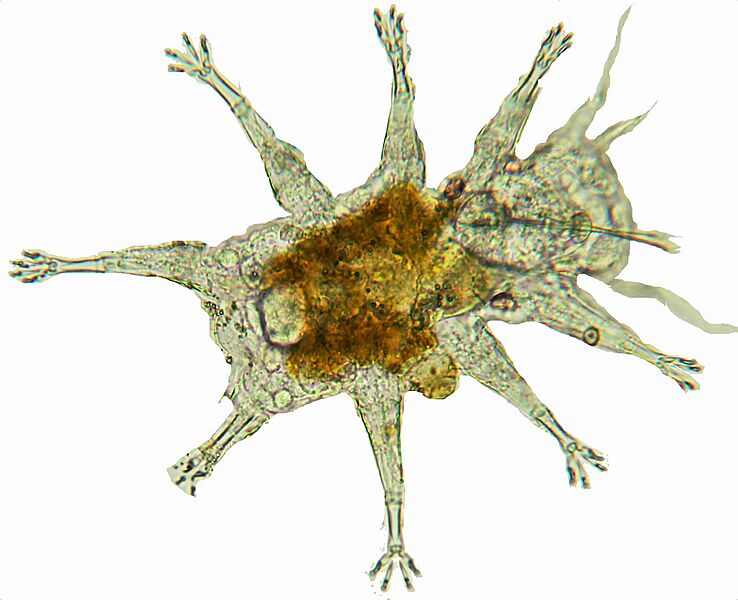 USNM 1616673 - Florarctus white background