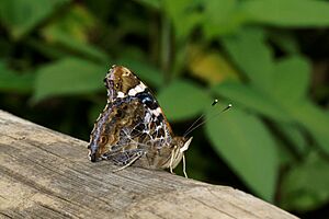 Vanessa indica-Silent Valley-2016-08-14-004