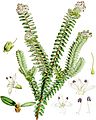 Veronica odora-Botany of Antarctica-PL041-0087