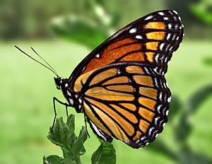 Viceroy Butterfly.jpg