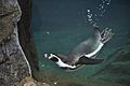WPZ - Humboldt Penguin 04