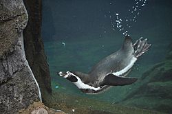 WPZ - Humboldt Penguin 04.jpg
