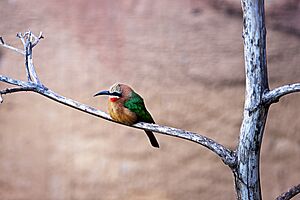 White-fronted bee-eater