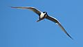 White-fronted tern flying with fish in its beak