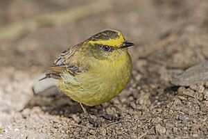 Yellow-bellied chat-tyrant (Silvicultrix diadema gratiosa) Caldas.jpg