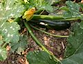 Zuchinni 1107