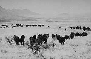 1950s Buffalo Herd on Fort Huachuca