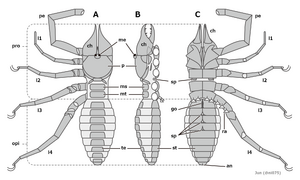 20220608 Solifugae morphology