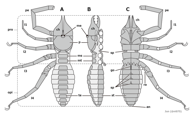20220608 Solifugae morphology