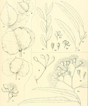 A critical revision of the genus Eucalyptus (1903) (20525699309)