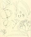 A critical revision of the genus Eucalyptus (1903) (20525699309)