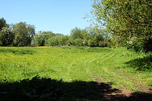 A meadow in Lower Wolvercote (geograph 1897273).jpg