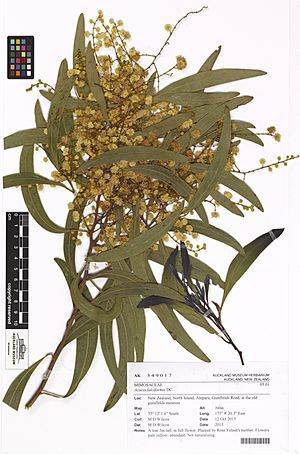 Acacia falciformis DC. (AM AK349017)