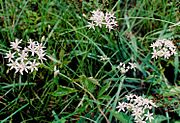 Allium speculae.jpg