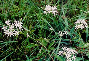 "Allium speculae" in DeKalb Co., Alabama