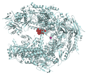 Alpha-Amanitin–RNA polymerase II complex 1K83