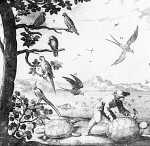 A sepia line drawing showing five birds sitting on a tree, a black bird in flight and a tortoise or turtle on the ground underneath.