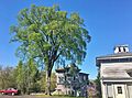 American Elm Tree in Connecticut - May 13, 2020