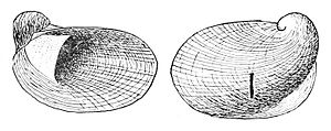 Amphigyra alabamensis shell