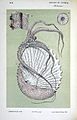 Argonauta nodosa with eggcase lithograph