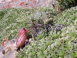 Astragalus platytropis.jpg