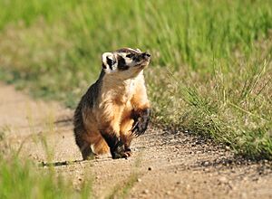 Badger on Seedskadee National Wildlife Refuge (27528082215).jpg