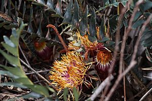 Banksia drummondii-2.JPG