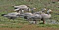 Bar-headed Geese (Anser indicus) at Bharatpur I IMG 5637