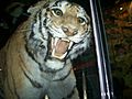 Bengal~Tiger(Panthera tigris tigris) 2~11-29-08