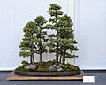 Black Hills Spruce bonsai forest planting, July 13, 2008